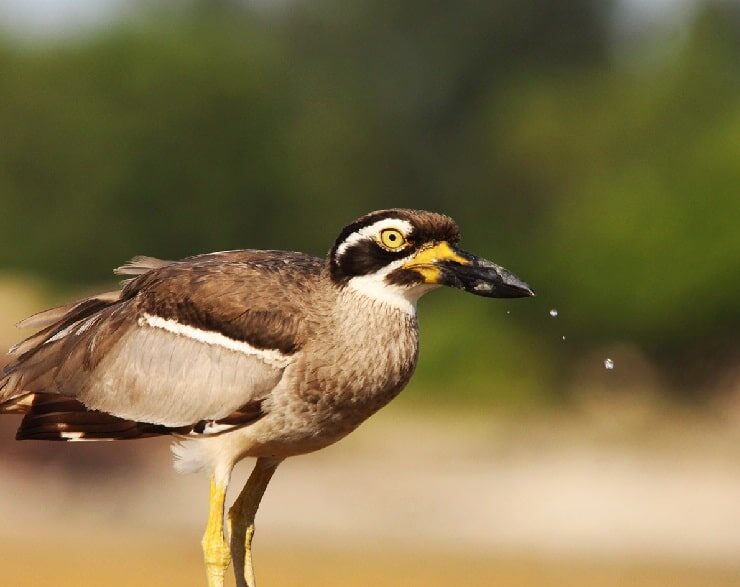 kebiasaan-burung-wili-wili-besar-atau-beach-stone-curlew-1-4657748