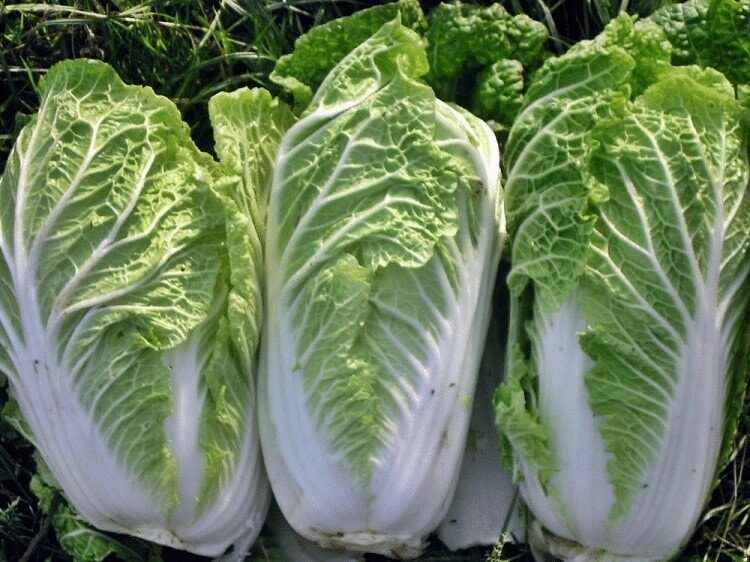 makanan-tambahan-burung-kenari-4209331