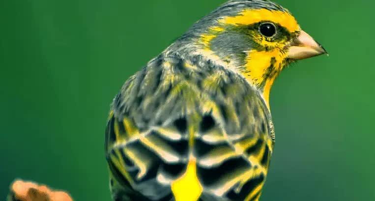 mengetahui-ciri-ciri-kenari-spanish-timbrado-terlengkap-9148548
