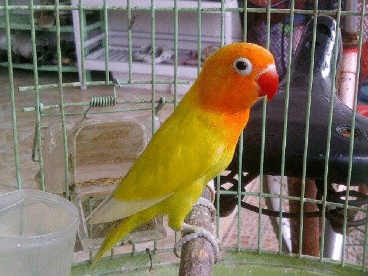 mengetahui-faktor-penyebab-bulu-kusam-pada-lovebird-2496358