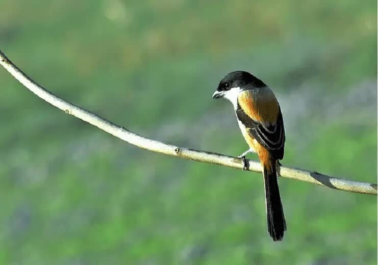 mengetahui-kelebihan-cendet-gondrong-kepala-blangkon-4049262