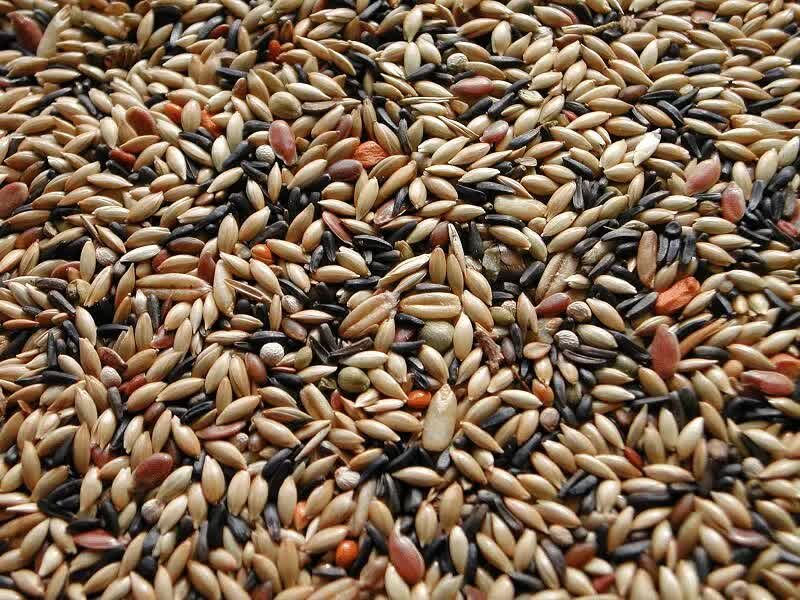 pakan-lovebird-1851871