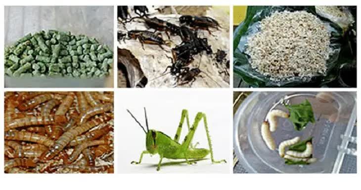 pakan-tambahan-tledekan-2815714