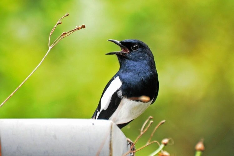 penyakit-burung-kacer-dan-pengobatannya-1530343