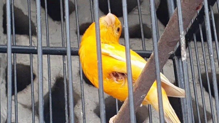 penyebab-burung-sering-mengangkat-kaki-dan-cara-mengatasinya-3868483