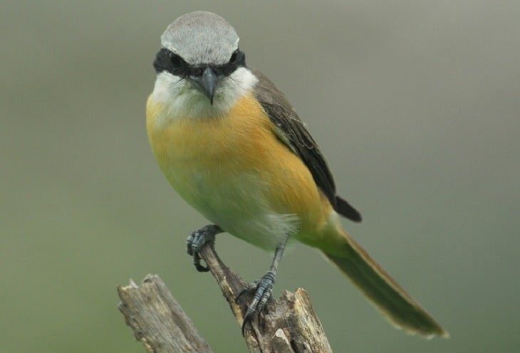 penyebab-paruh-cendet-berwarna-pucat-6234099