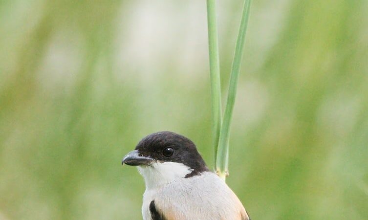 penyebab-paruh-cendet-berwarna-pucat-dan-cara-mengatasinya-7417081