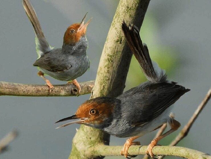 perawatan-burung-prenjak-3686152