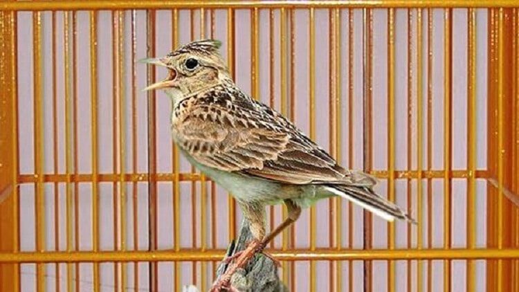 perbedaan-branjangan-jawa-dan-ntb-1219837