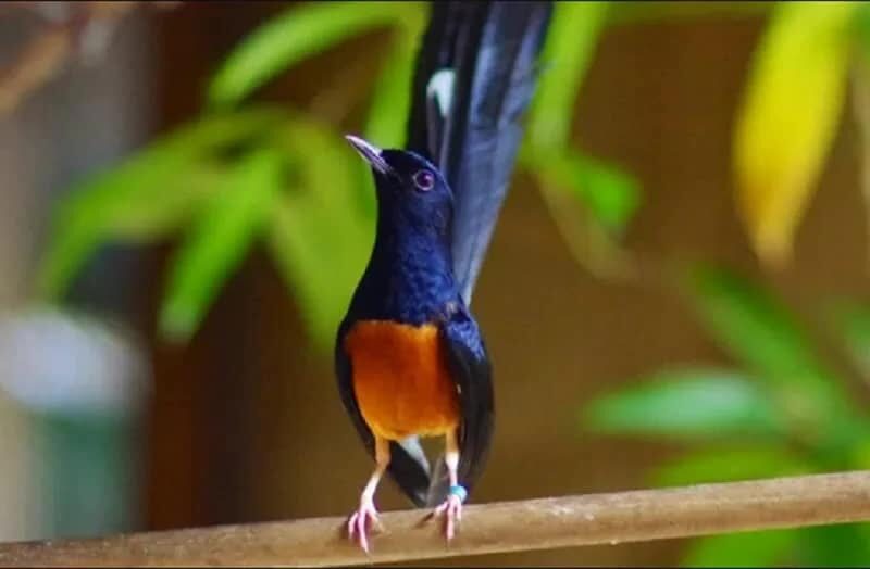 racikan-pakan-untuk-murai-batu-menggelepar-5587482