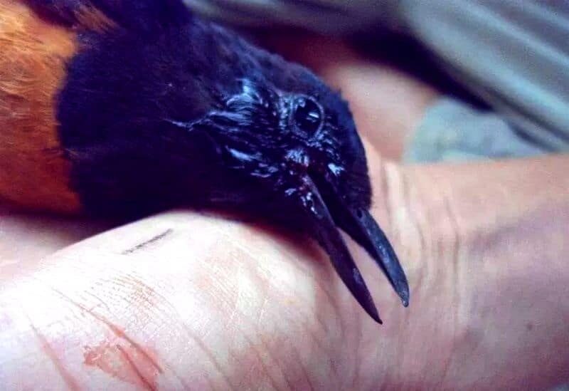 racikan-pakan-untuk-murai-batu-menggelepar-sekarat-agar-kembali-sehat-1260515