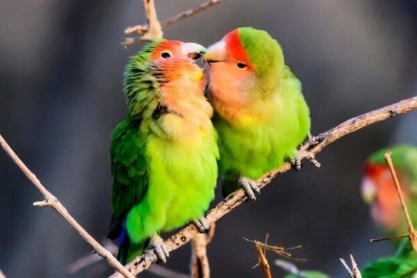 setia-sampai-mati-ini-beberapa-fakta-unik-lovebird-yang-bikin-terharu-1-1295908