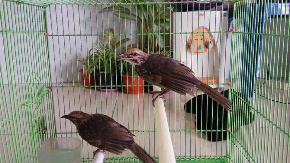 burung-cucak-rowo-3297593