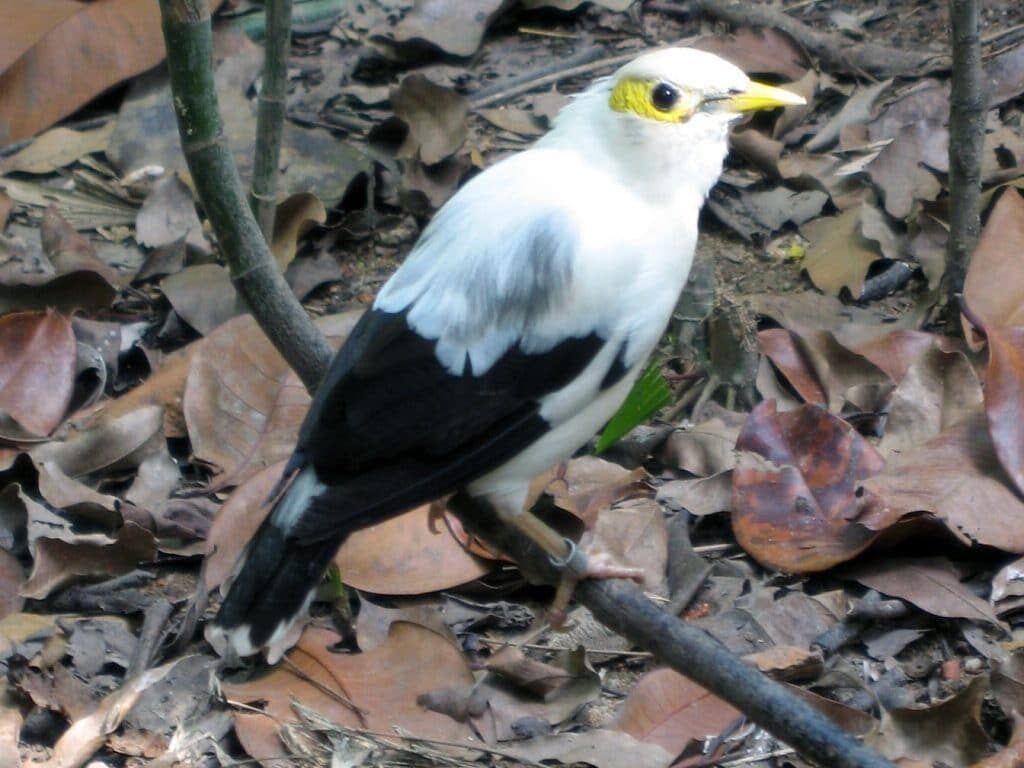 senin-1024x768-2109518