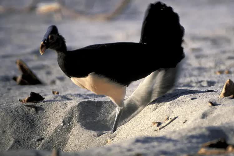 beginilah-pola-hidup-burung-maleo-di-habitat-aslinya-3053024