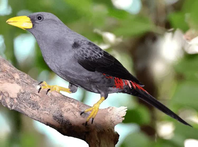 burung-jalak-tunggir-merah-3022044