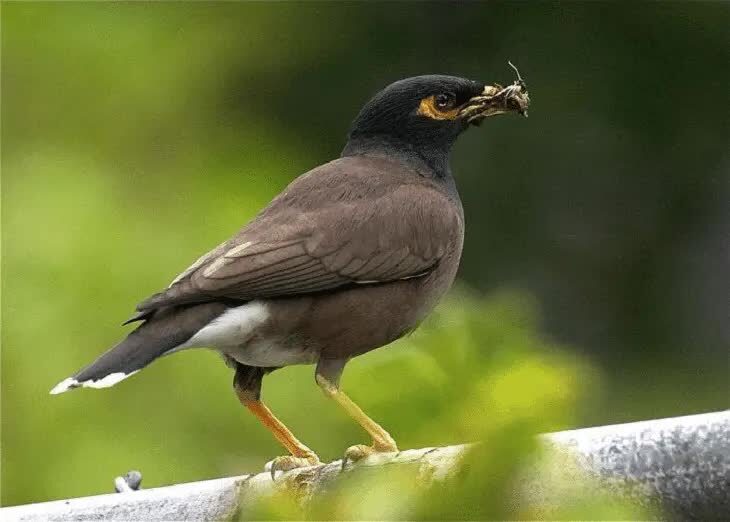 burung-kerak-ungu-5175085