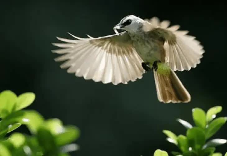 burung-trucukan-menggaruda-6730863