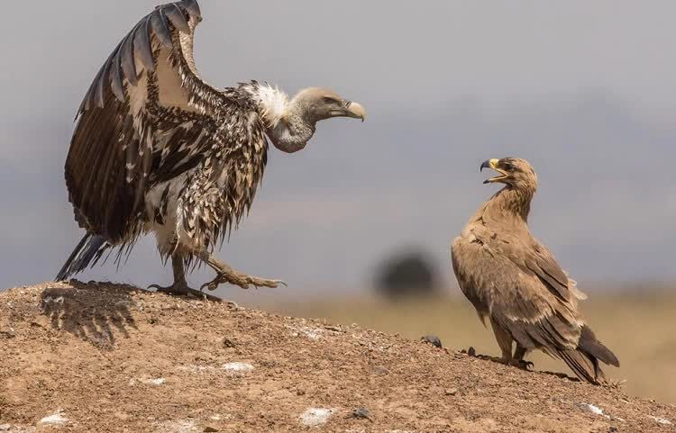 burung-vulture-ruppel-mampu-terbang-setara-jelajah-pesawat-9151405