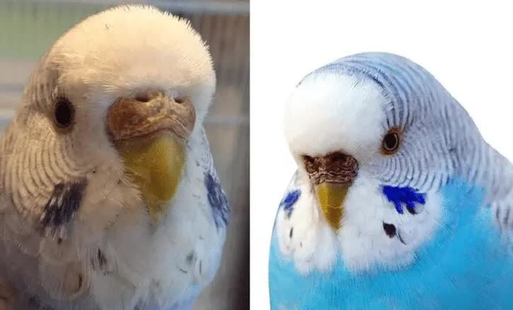 cara-membedakan-burung-parkit-jantan-dan-betina-paling-mudah-2594753