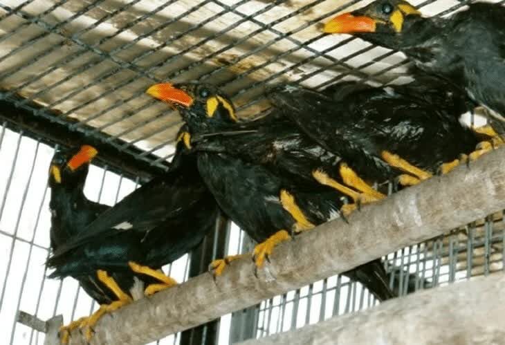 cara-memilih-bakalan-burung-beo-dan-tips-menjinakkannya-4889210