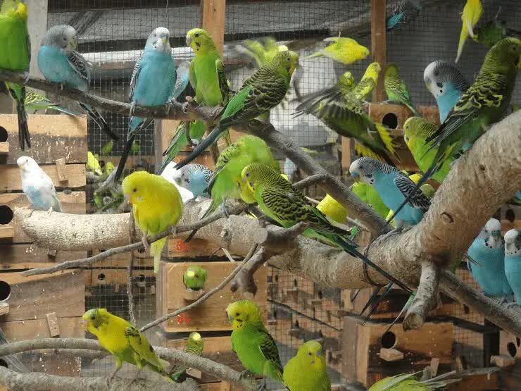 cara-memilih-burung-parkit-yang-bagus-untuk-masteran-1061191