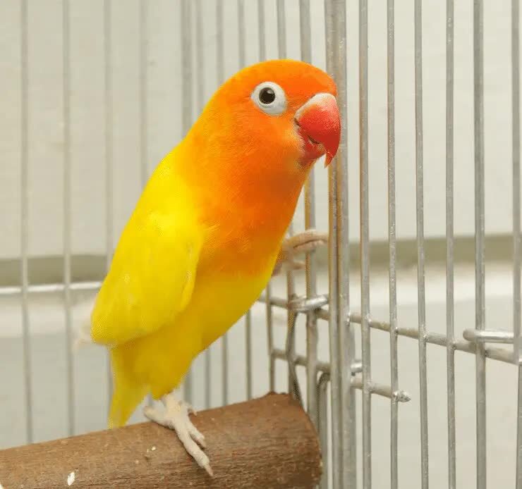 cara-mencetak-lovebird-biola-kuning-4706913