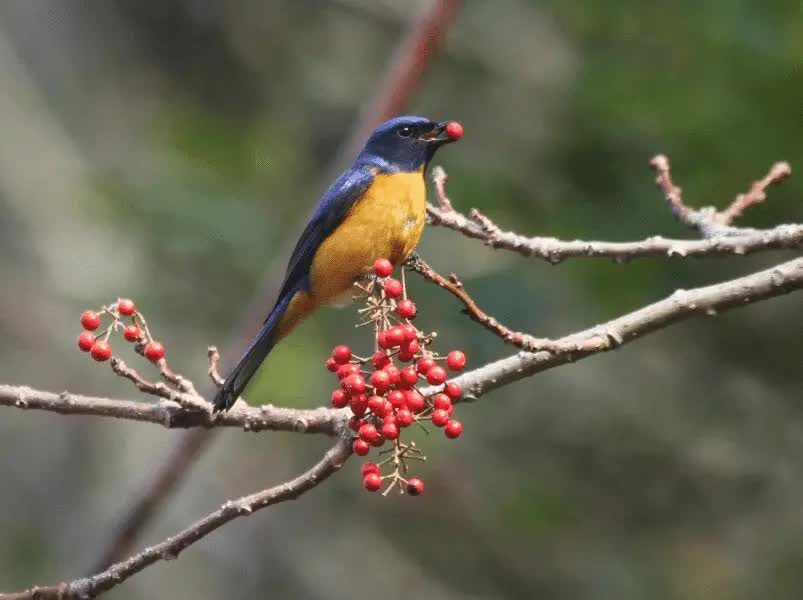 cara-mengatasi-burung-sulingan-macet-bunyi-agar-gacor-1811162