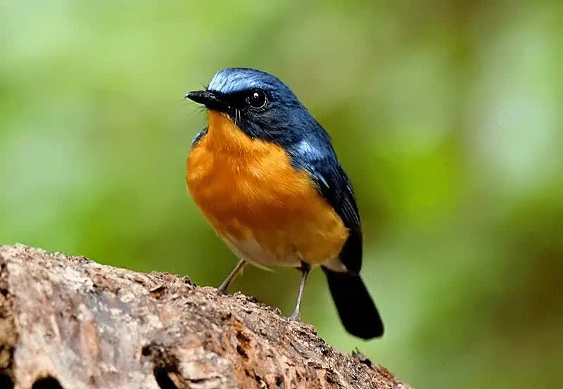 cara-mengatasi-burung-sulingan-stress-agar-kembali-gacor-2514135