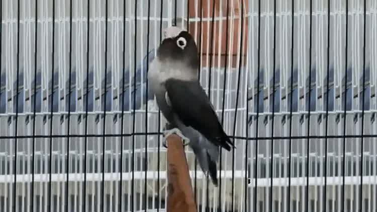 cara-menghasilkan-lovebird-batman-yang-bagus-paling-mudah-5535226