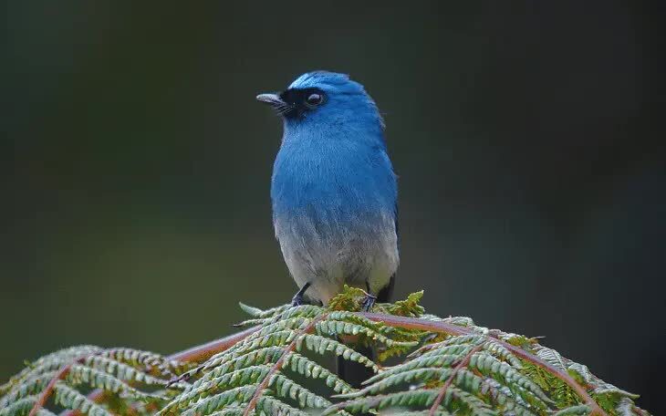 cara-merawat-burung-selendang-biru-agar-bisa-gacor-4314373
