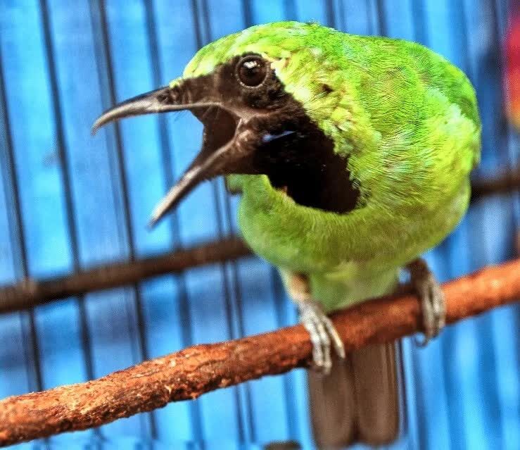 cara-merawat-cucak-ijo-agar-ngentrok-saat-lomba-2234242