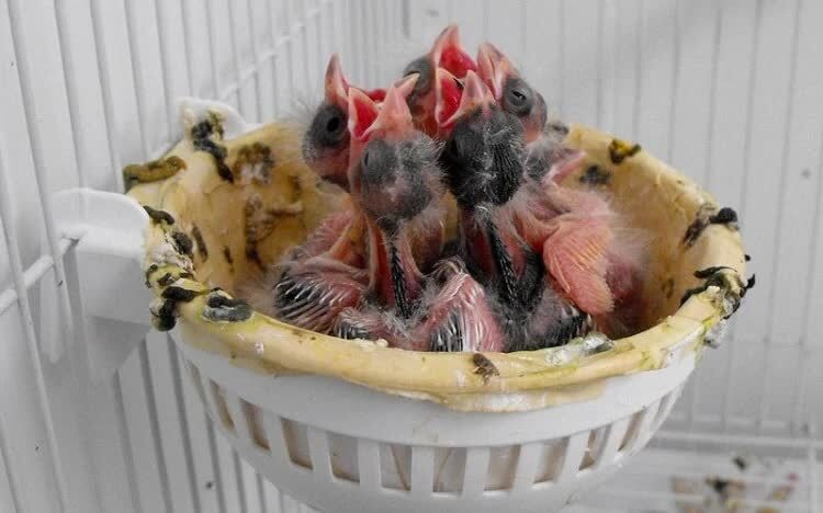 cara-merawat-kenari-baru-menetas-3489144