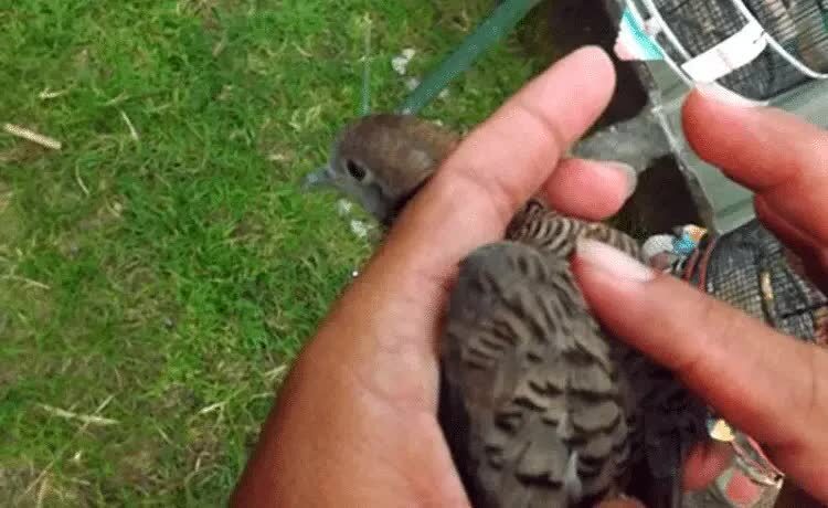 cara-pijat-burung-perkutut-yang-benar-1028134