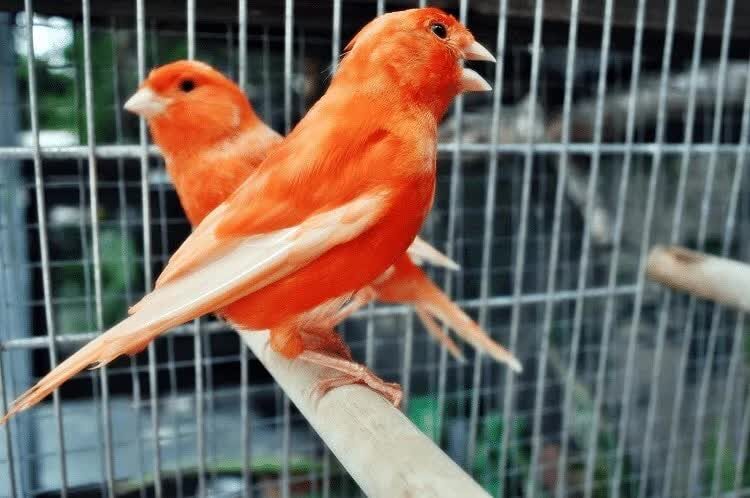cara-ternak-burung-kenari-merah-agar-bisa-sukses-7838978
