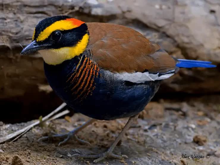 ciri-khas-burung-paok-pancawarna-dan-daerarah-persebarannya-3505587