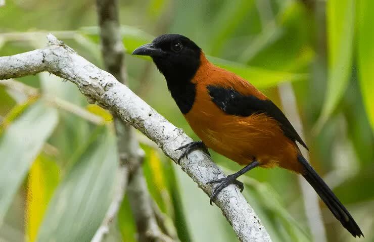 ciri-khas-dan-perilaku-burung-pitohui-endemik-dari-papua-1710590