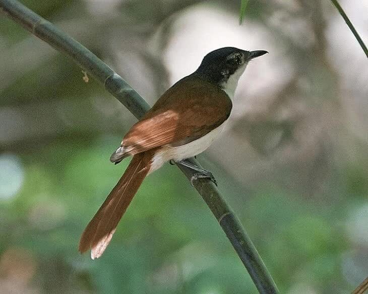 daerah-persebaran-dan-habitat-burung-sikatan-kilap-2968676