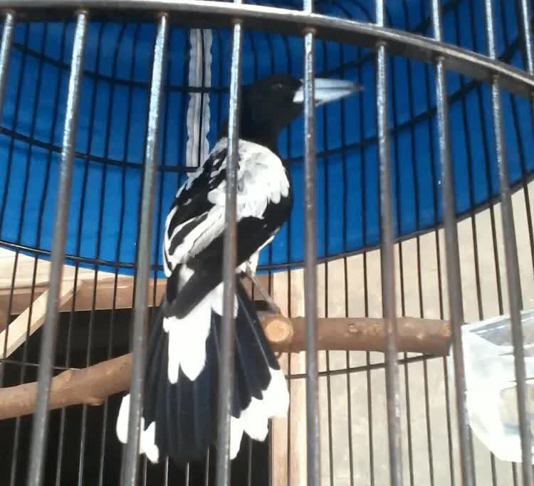 habitat-dan-tips-mudah-perawatan-burung-jagal-papua-2770274