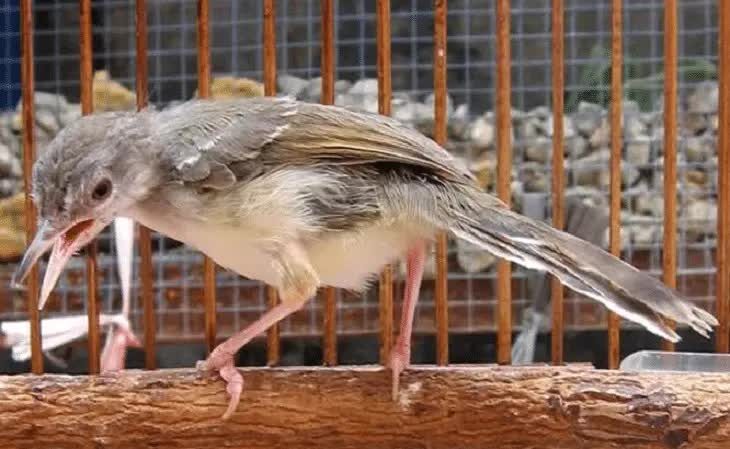 inilah-penyebab-dan-cara-mengatasi-ciblek-cabut-bulu-ekor-5536958