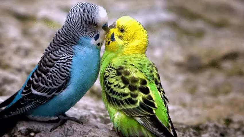 jenis-burung-paruh-bengkok-paling-mudah-dalam-perwatannya-2675111