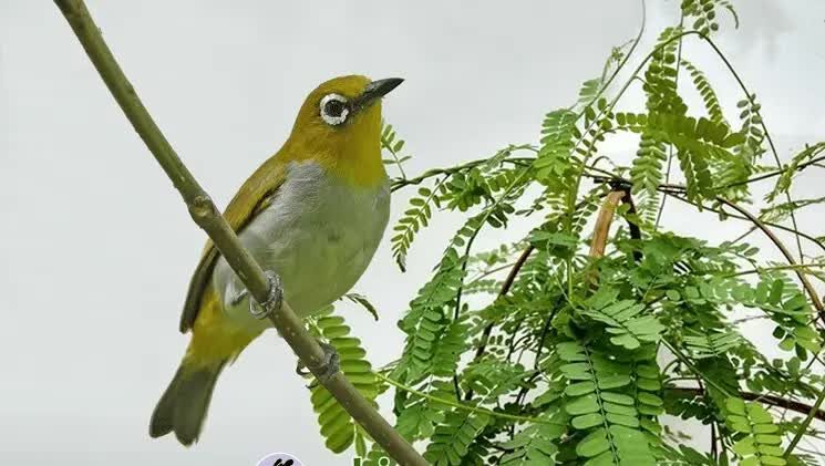 jenis-daun-yang-baik-untuk-pleci-5654805