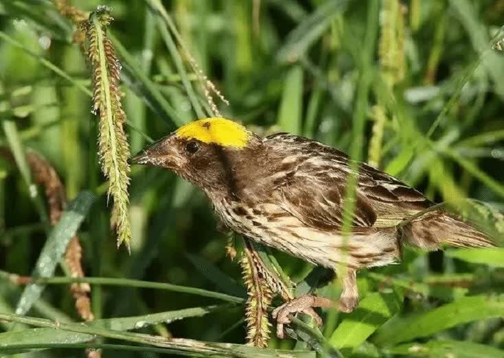 jenis-makanan-burung-manyar-2204577