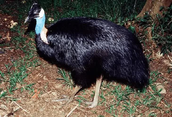 karakteristik-burung-kasuari-kerdil-habitat-dan-persebarannya-7178092