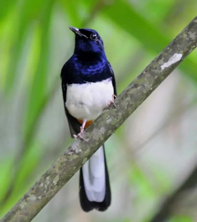 leher-murai-batu-1-5842696