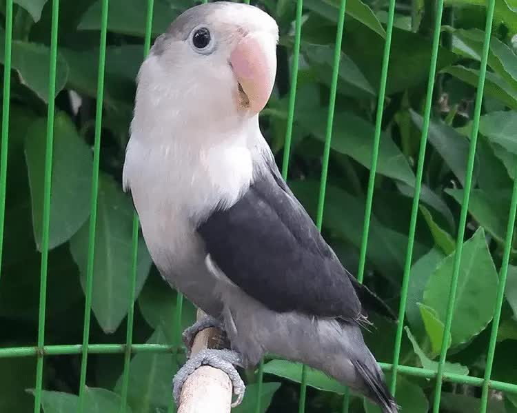 lovebird-batman-4490018