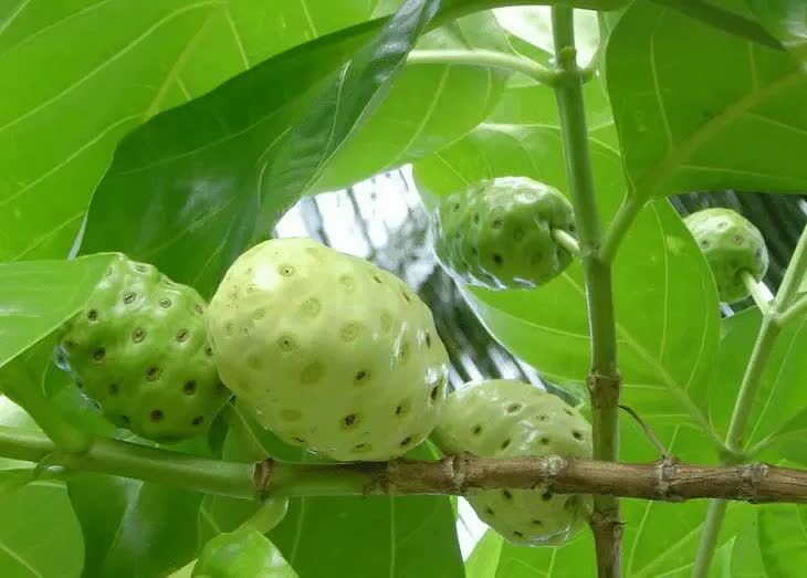 manfaat-buah-mengkudu-untuk-pleci-dan-cara-meraciknya-1980911