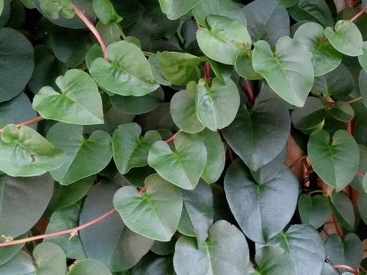 manfaat-daun-binahong-untuk-lovebird-3516130