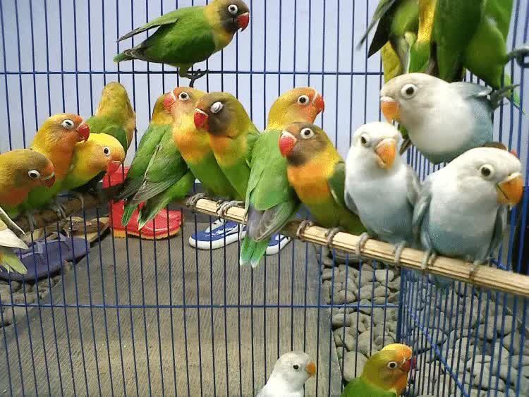 mengatasi-lovebird-mogok-makan-4444981
