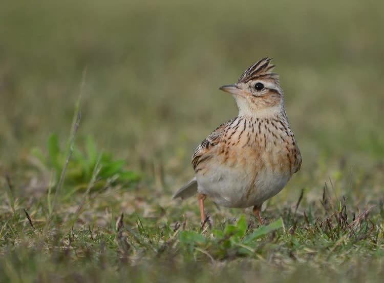 mengenal-4-spesies-burung-sanma-dan-ciri-fisiknya-lengkap-3263973